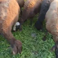 گوسفند قیزل افشار|حیوانات مزرعه|نوشین شهر, |دیوار