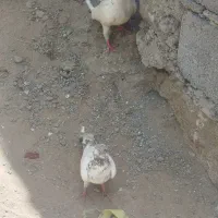 کبوتر