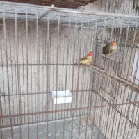 فنچ ستاره ای سر قرمز قیمت ۲۸۰۰