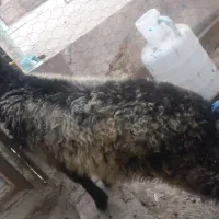 دوراس بره خرج خور