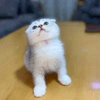 توله گربه های اسکاتیش دوماهه با اصالت شجره نامه