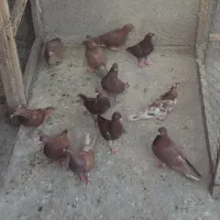 کبوتر خارجی انگلیس