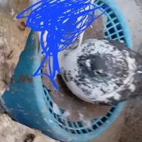 کفتر گمشده