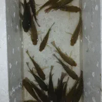 بچه ماهی تیلاپیا|ماهی|چهاردانگه (تهران), |دیوار