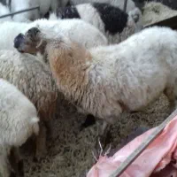 فروش 2 راس میش محلی