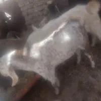 با سلام دو عدد گوسفند نر و چاق|حیوانات مزرعه|گلباف, |دیوار