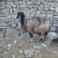 میش چاق رگ دار