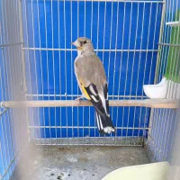 سهره جوجه قفس|پرنده|پردیس, فاز ۴|دیوار