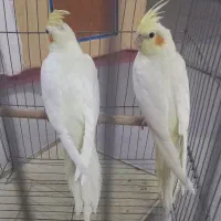 عروس هلندی خانگی