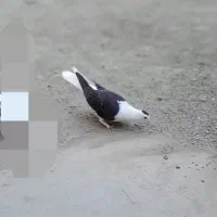 کفتر ماده|پرنده|چهارباغ, |دیوار