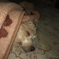 واگذاری سگ خونگی