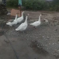 دو جفت غاز سفید خوشگل