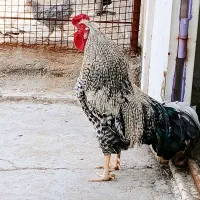 ۶ عدد مرغ و خروس