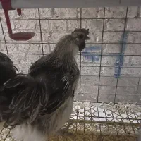 خروس و مرغ ایام سمانی و لاکندزی و قفس|حیوانات مزرعه|سبزوار, ولیعصر (نجار آباد)|دیوار