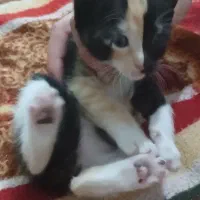 واگذاری بچه‌ گربه‌
