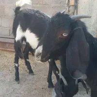 بز ماده جملی