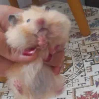 همستر سوری زیبا کرم رنگ فروش فوری|موش و خرگوش|مشهد, نرگس (شهرک غرب)|دیوار