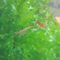 حراج شریمپ یا میگو|ماهی|دوگنبدان, |دیوار