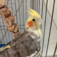 عروس هلندی|پرنده|الوند, |دیوار