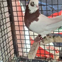 طوقی شتزده ای نر بی عیب