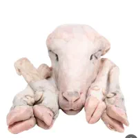 پاک کردن کله پاچه