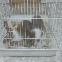 خرگوش