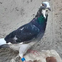 کبوترنرابلغ