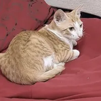 گربه