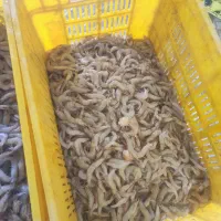 میگو|ماهی|خورموج, |دیوار