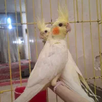 عروس هلندی