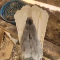 کبوتر دم سفید ماده