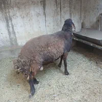 بره|حیوانات مزرعه|اصفهان, جی شیر|دیوار