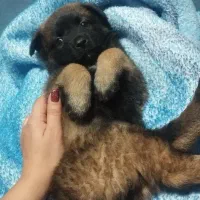 سگ مالینویز|سگ|کرمان, |دیوار