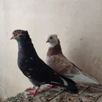 هما سرور پرشی