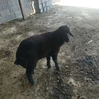 بره نر