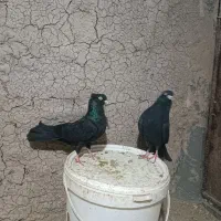 کبوتر فروش