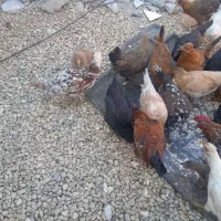 فروش مرغ و جوجه|حیوانات مزرعه|یاسوج, |دیوار