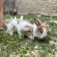 بچه خرگوش لوپ (جرسی) فروش فوری