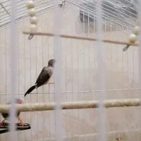 فنچ|پرنده|ری, منصوریه منگل|دیوار