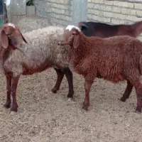 میش بره .کربال.|حیوانات مزرعه|شیراز, بازار|دیوار