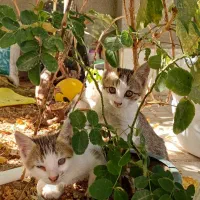 واگذاری بچه گربه