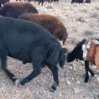 قوچ قره قز موفر