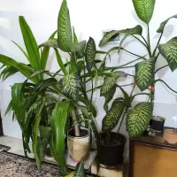 گل دیفن باخیا و برگ ذرتی