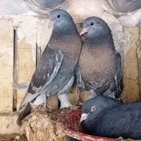 جفت جوجه ترکیه ای و طوقی سرور