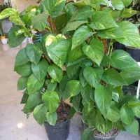 چماقی *پتوس قیم دار*