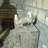 جفت آبی 2500جفت آجری 3تمن جفت لیمویی اجری 3تومان|پرنده|چرام, |دیوار