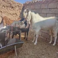 نر بز پاکستانی|حیوانات مزرعه|ششطراز, |دیوار