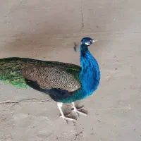 طاووس|پرنده|آران و بیدگل, |دیوار