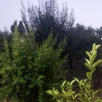 اجاره روزانه_هفتگی_ماهانه ویلا ۸۰۰ متری در ورامین