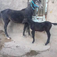 مادیون با کره بازی کن